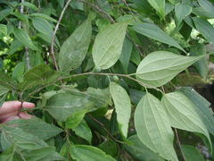 Celtis trinervia