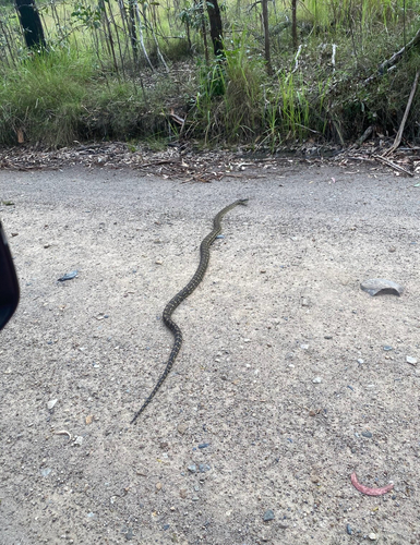 Coastal Carpet Python sighting