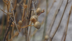 Menodora scabra glabrescens