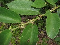 Trema micrantha