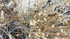 Menodora scabra glabrescens