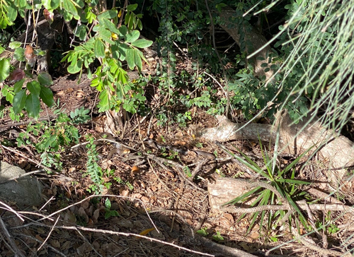 Eastern Brown Snake sighting