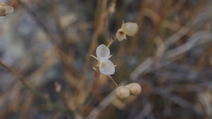 Menodora scabra glabrescens