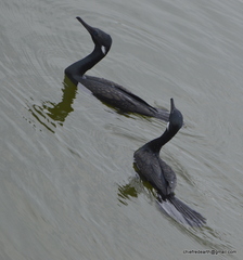 Phalacrocorax fuscicollis