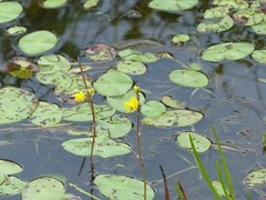 Utricularia macrorhiza