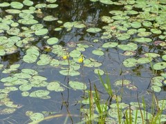 Utricularia macrorhiza