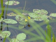 Utricularia macrorhiza
