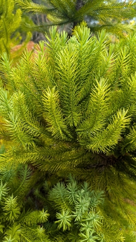 Pancher's cypress-pine (Callitris pancheri)