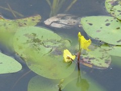 Utricularia macrorhiza