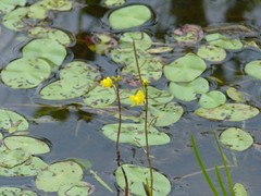 Utricularia macrorhiza