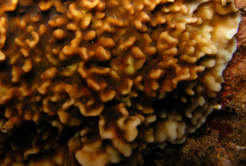 Leptoseris observed 2008-04-26