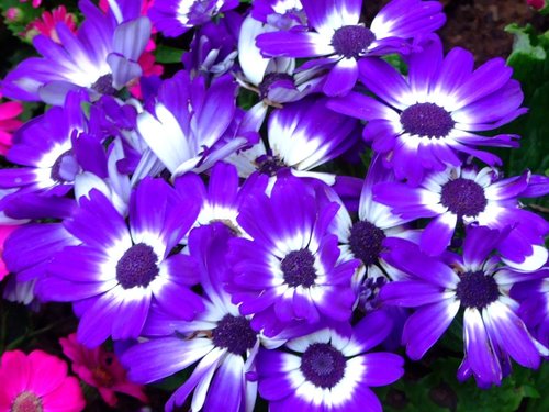 Florist's cineraria