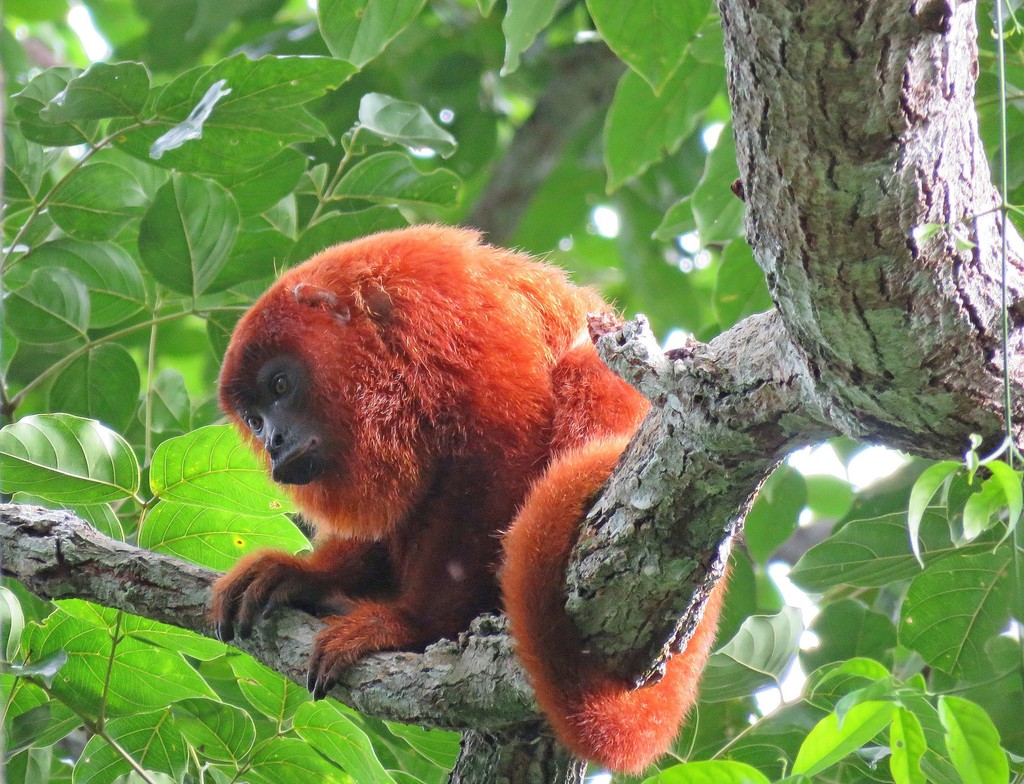 Purús Red Howler Monkey from Avenida Perimetral Oeste, 2001 - E, Alta ...