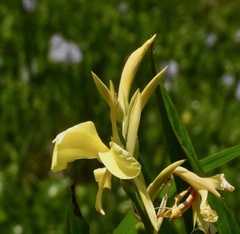 Canna glauca