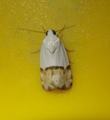 Ponometia elegantula