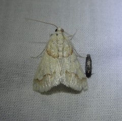 Pseudoschinia elautalis