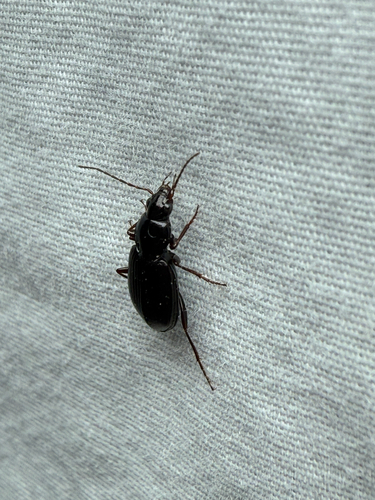Punctiform Harp Ground Beetle photo 6