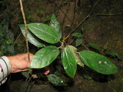 Myriocarpa heterospicata