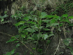 Myriocarpa longipes