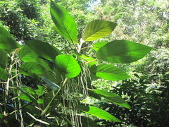Myriocarpa longipes