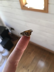 Hylephila fasciolata