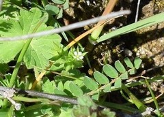 Moehringia trinervia