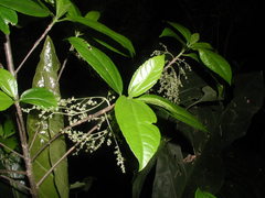 Myriocarpa obovata
