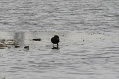Fulica atra