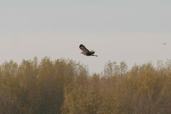 Buteo buteo