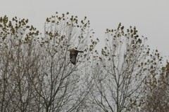 Buteo buteo