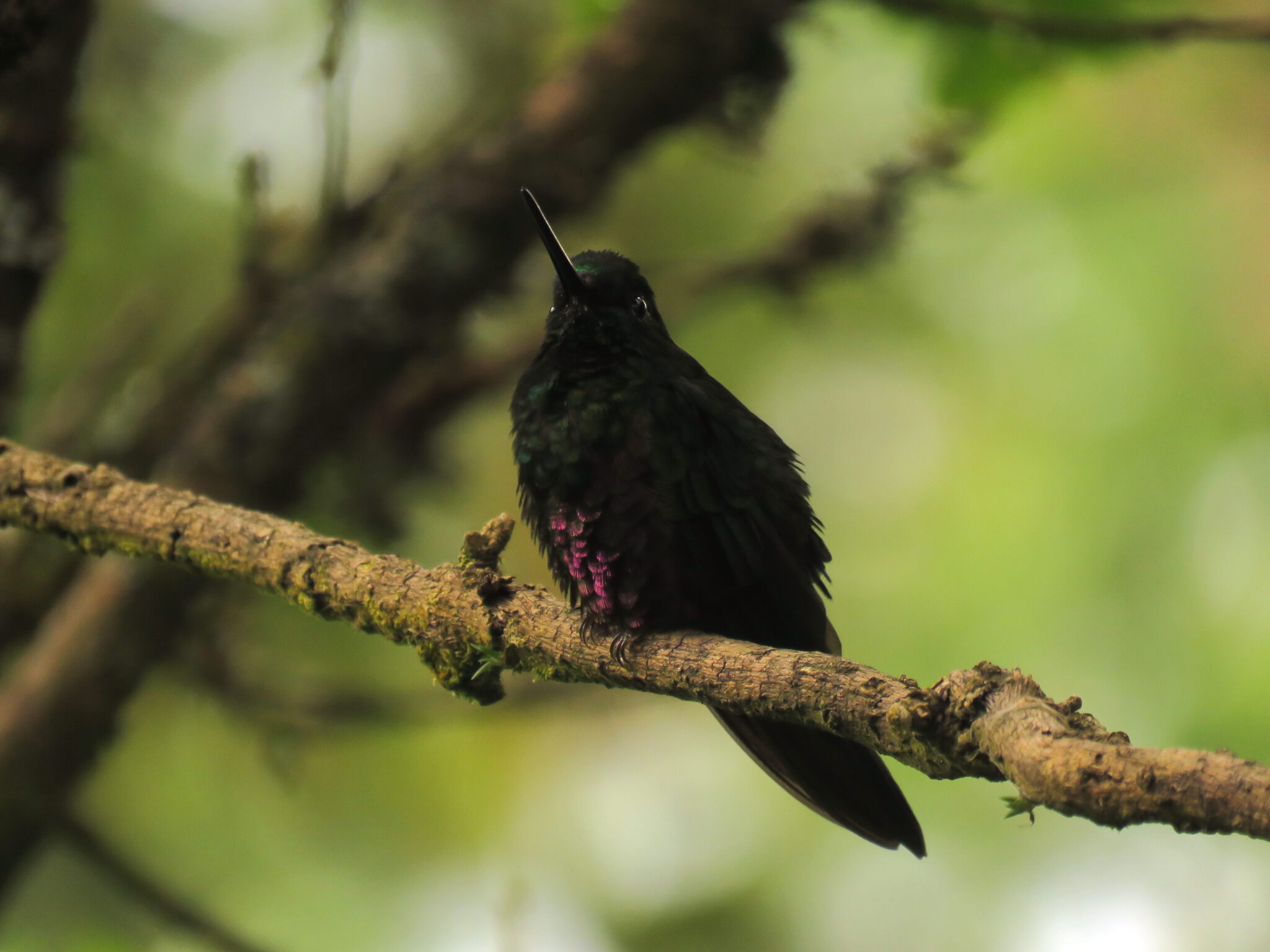 Blue-throated Starfrontlet (Coeligena helianthea), photo 5