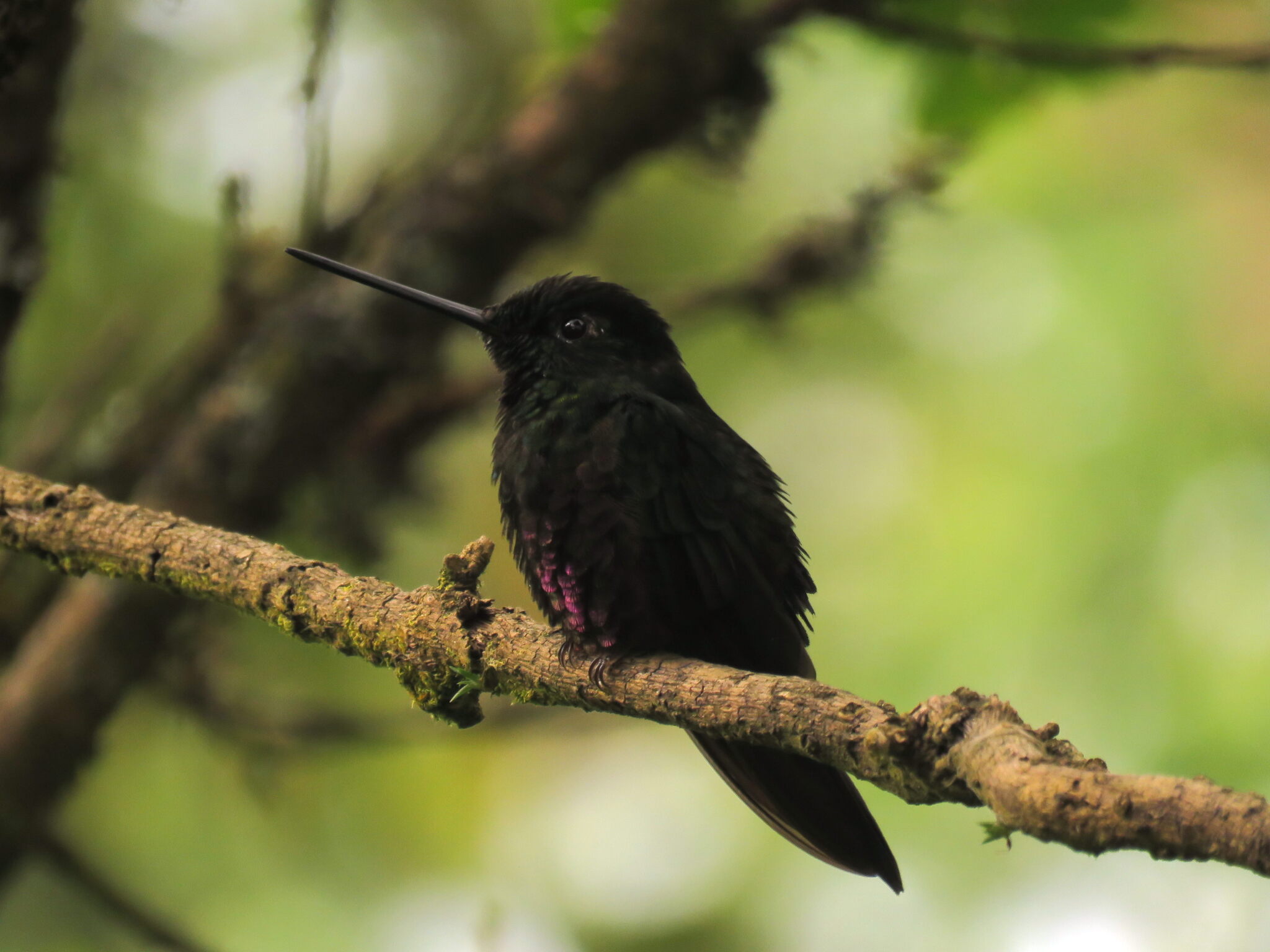 Blue-throated Starfrontlet (Coeligena helianthea), photo 4
