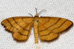 Idaea aureolaria