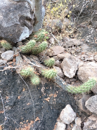Echinocereus brandegeei