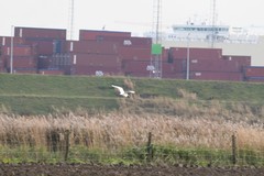 Ardea alba