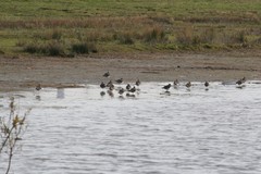 Vanellus vanellus
