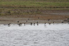 Vanellus vanellus