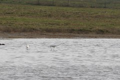 Ardea alba