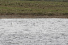 Ardea alba
