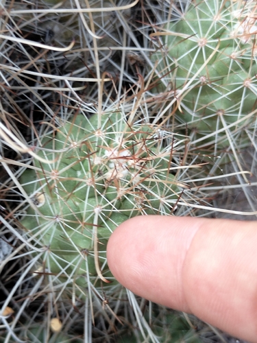 Cochemiea setispina, photograph 6