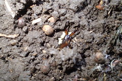 Forficula auricularia