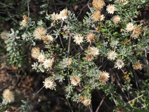 Showy Daisy-bush (Olearia pimeleoides)