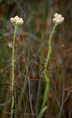 Antennaria rosea confinis