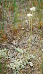 Antennaria rosea confinis