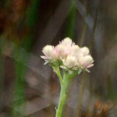 Antennaria rosea confinis