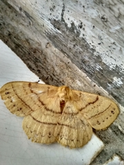 Lepidoptera