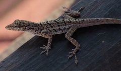 Anolis bonairensis