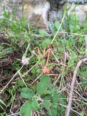 Empusa