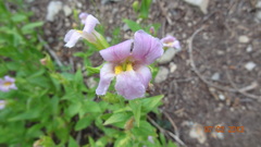 Erythranthe erubescens