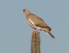 Patagioenas corensis